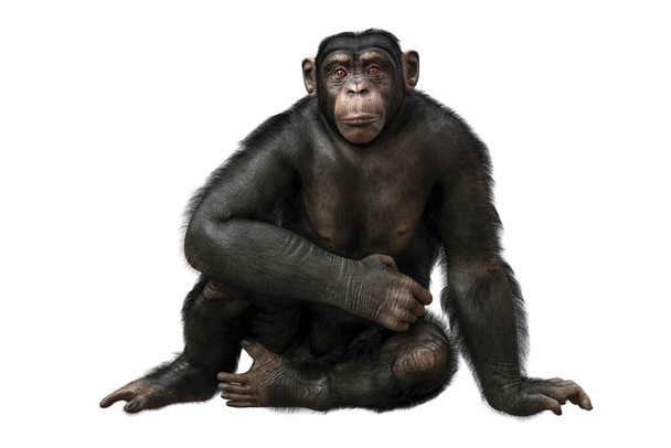Szympans małpa siedzi i patrząc w kamerę z pokojowym wyrazem twarzy izolowane na białym tle, realistyczne 3D ilustracji - Zdjęcie, obraz