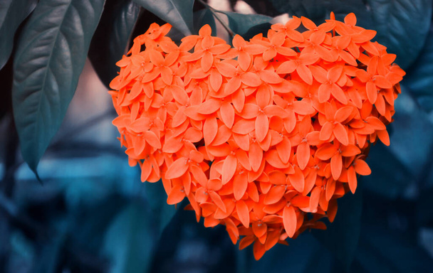 κόκκινο σχήμα καρδιάς του λουλουδιού Ixora  - Φωτογραφία, εικόνα