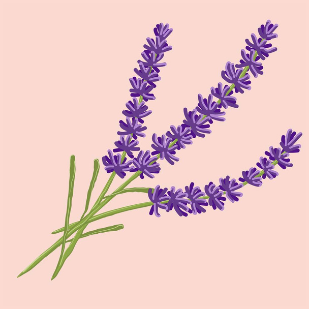 jemná a voňavá levandule v krásném stylu, fialový květ izolované ilustrace - Vektor, obrázek