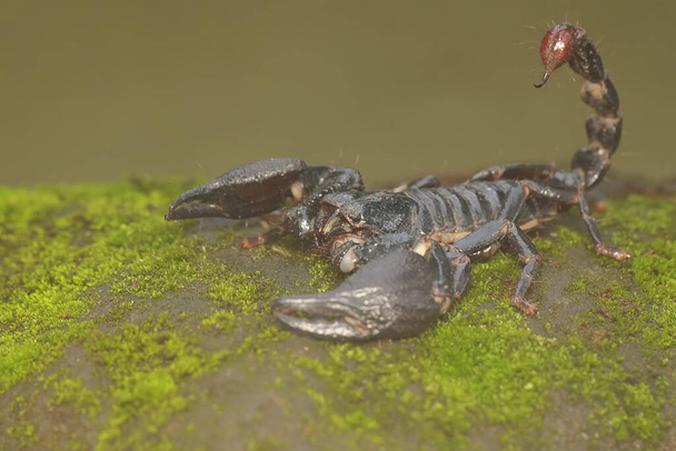 Azjatycki leśny skorpion zjada małego owada. To żądlące zwierzę ma naukowe imię Heterometrus spinifer. - Zdjęcie, obraz