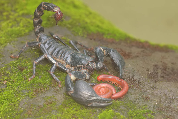 An Asian forest scorpion is eating a small insect. This stinging animal has the scientific name Heterometrus spinifer. - Photo, Image