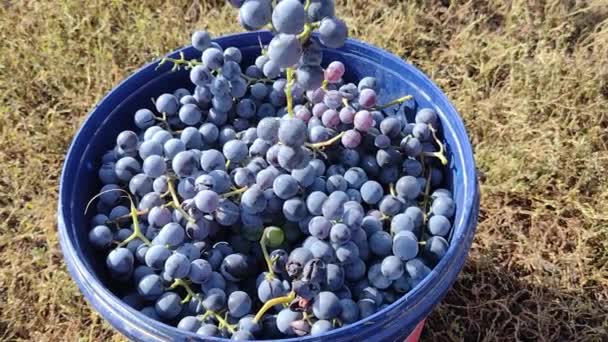 una persona pone racimos de uvas en un racimo de otras uvas. Recolección de uvas en Rumanía en otoño - Metraje, vídeo