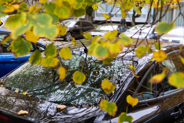 Hoja de otoño en el parabrisas de un coche bajo el pincel, contra el telón de fondo de la luz suave. - Foto, imagen