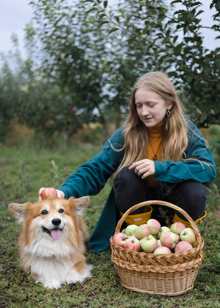 beautiful girl and corgi dog with a basket of apples in the background of the garde - Fotoğraf, Görsel