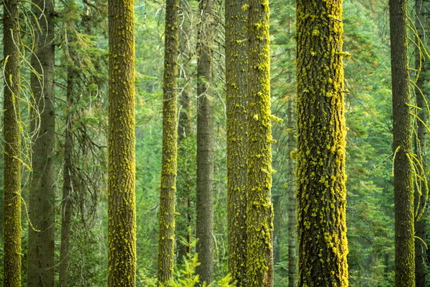 Dikke mossen klampen zich vast aan dennenbomen in het bos in het Yosemite National Park - Foto, afbeelding