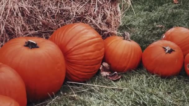 Halloween pompoenen en vakantie decoratie in de herfst seizoen landelijk veld, pompoen oogst en seizoensgebonden landbouw, buiten in de natuur scene - Video