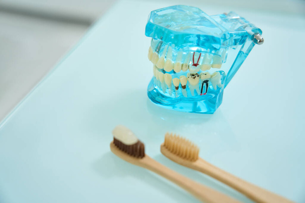 Modelo de mandíbula con dientes sanos y enfermos afectados por caries y cepillos de dientes de madera - Foto, imagen