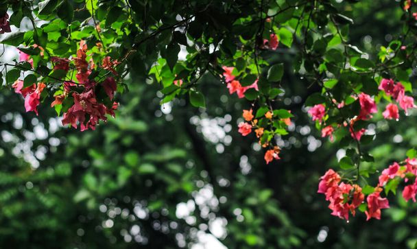 Bougainvillea glabra ή χάρτινο λουλούδι είναι το πιο κοινό είδος μπουκαμβίλιας που χρησιμοποιείται για μπονσάι. Ανθισμένα ροζ λουλούδια Bougainvillea κλείνουν μια ηλιόλουστη μέρα. Επιλεκτική εικόνα εστίασης. - Φωτογραφία, εικόνα