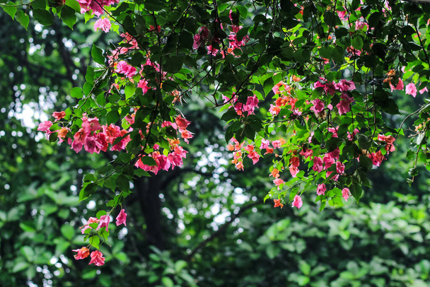 Bougainvillea glabra ή χάρτινο λουλούδι είναι το πιο κοινό είδος μπουκαμβίλιας που χρησιμοποιείται για μπονσάι. Ανθισμένα ροζ λουλούδια Bougainvillea κλείνουν μια ηλιόλουστη μέρα. Επιλεκτική εικόνα εστίασης. - Φωτογραφία, εικόνα