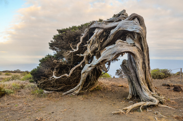 Zakroucený jalovcový strom utvářený větrem - Fotografie, Obrázek