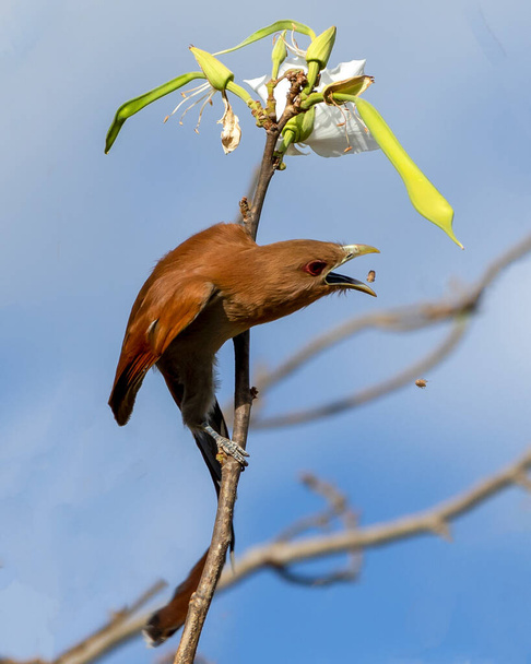 The Squirrel Cuckoo also knows Cat Soul or Cuckoo Ardilla eating insects. Species Piaya cayana. Animal world. Bird lover. Birdwatching. birding. - Photo, Image