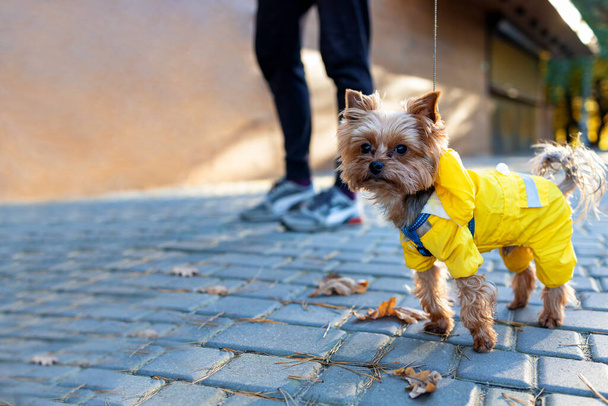 Beautiful Yorkshire terrier dog in yellow coat in the autumn park - Photo, Image