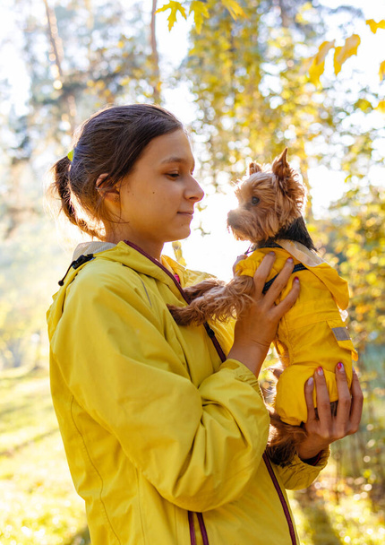 Foto de cerca, una chica sosteniendo un perro terrier biewer en el parque de otoño. Caminar con concepto de mascota.   - Foto, imagen