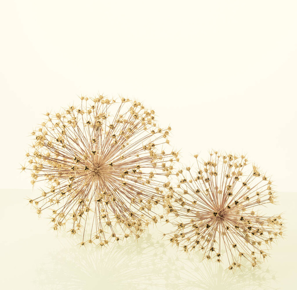 minimalismo flores secas de una cebolla gigante sobre un fondo espejo. - Foto, Imagen