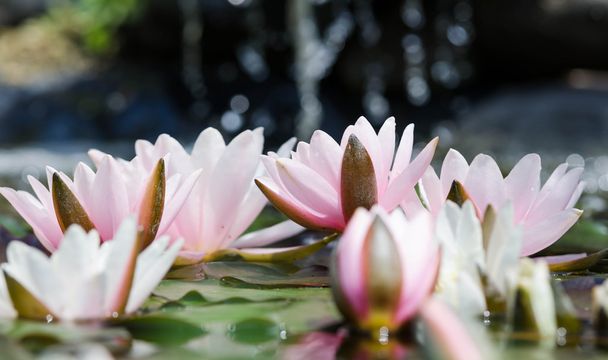 kwiaty lotosu w stawie - Zdjęcie, obraz