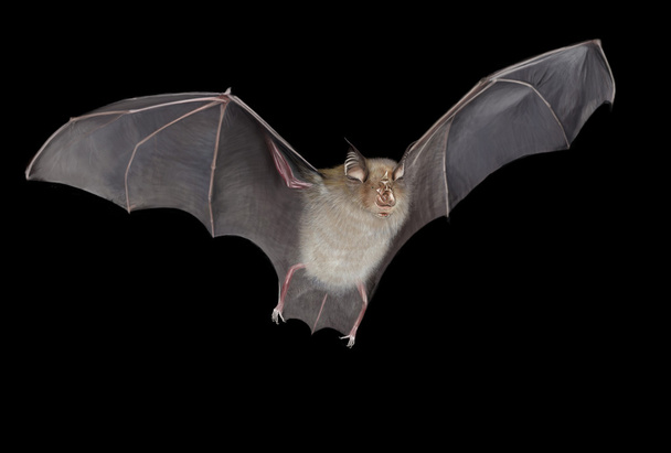 Horseshoe bat - Photo, Image