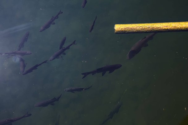Black koi carps in a pond and a pipe - Foto, afbeelding