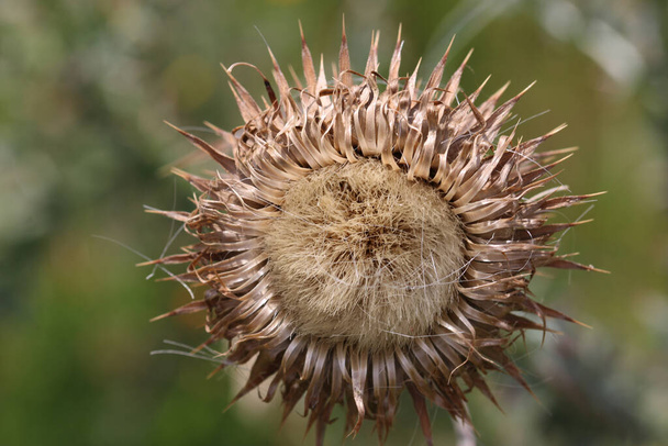 Muskusdistel, Carduus nutans, zaadkop in close up met een wazige achtergrond van bladeren. - Foto, afbeelding