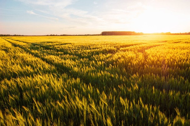 Hermoso atardecer sobre el campo de trigo, desarrollo de trigo, hermoso campo de trigo dorado, tierras agrícolas cultivadas en Hungría - Foto, imagen