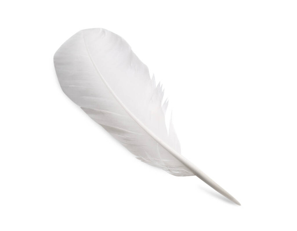 Ένα αφράτο όμορφο φτερό απομονωμένο στο λευκό - Φωτογραφία, εικόνα