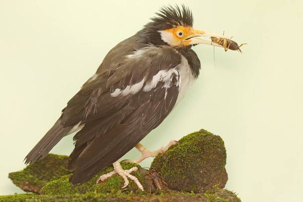 Un estornino espía asiático está forrajeando en una roca cubierta de musgo. Este hermoso pájaro con voz tiene el nombre científico Sturnus contra. - Foto, Imagen