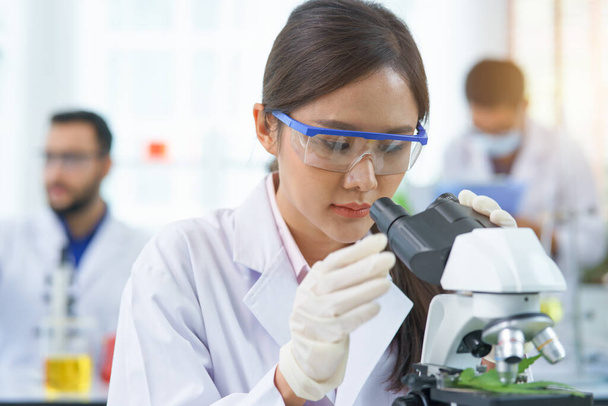 Woman scientist research looking microscope marijuana chemical extract in Farm Agro lab. Doctor or pharmacist test biotechnology  herb leaf alternative medicine legal  in laboratory medical medicine - Photo, Image