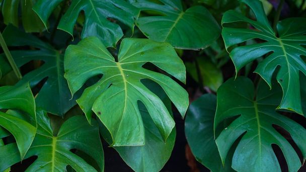Wild Growing Hawaii Monstera Plant. Tropical beautiful green background of big Monstera leaves. Monstera leaves or swiss cheese factory or monstera gourmet in nature                                - 写真・画像