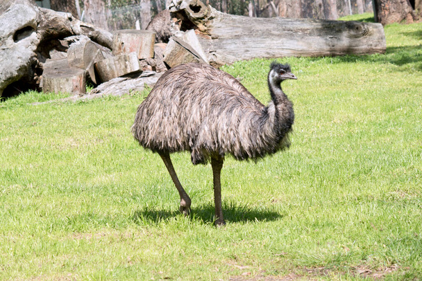 the emu covered in primitive feathers that are dusky brown to grey-brown with black tips. The Emu's neck is bluish black and mostly free of feathers. Their eyes are yellowish brown to black and their beak is brown to black. - Photo, Image