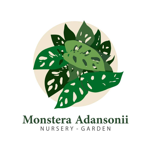 monstera andansonii pianta illustrazione vettore - Vettoriali, immagini
