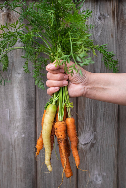 Farmer hand holding a bunch of fresh organic carrots in autumn garden outdoor. Bunch of vegetables in women's hand. Organic carrots at the wooden background. Healthy food. Nobody, selective focus - Valokuva, kuva