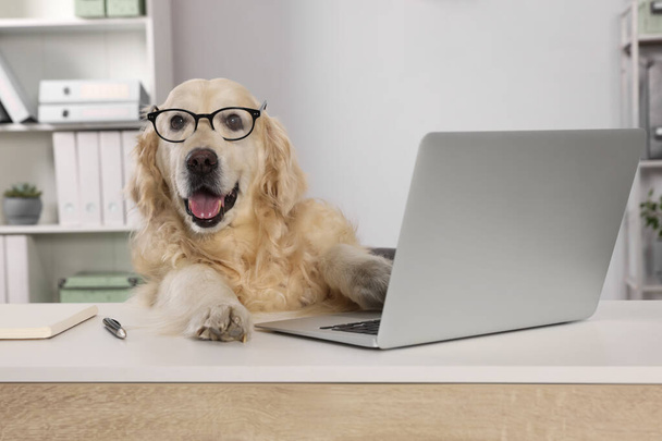 Cute retriever wearing glasses at table in office. Working atmosphere - Photo, image