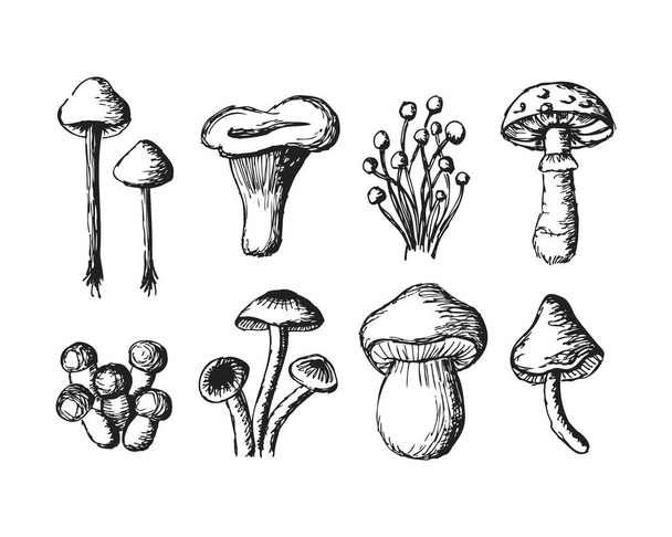 Ensemble de champignons.Illustration de croquis vectoriels. contour avec fond transparent - Vecteur, image