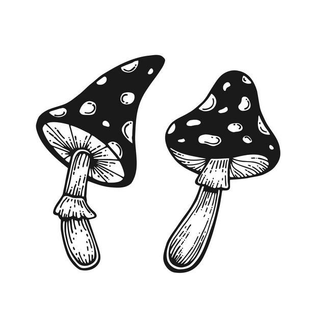 Mouche agarique, champignons forestiers toxiques non comestibles croquis vectoriel illustration isolé. SPE 10. - Vecteur, image