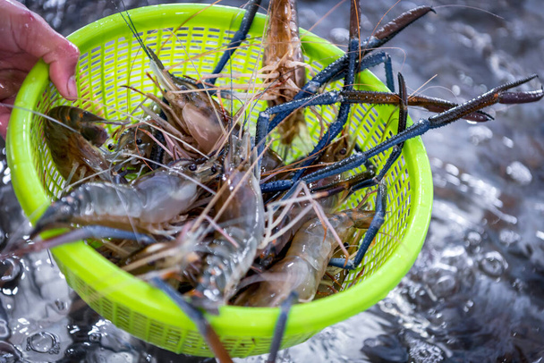 Crevettes crues fraîches (crevette géante d'eau douce) de qualité supérieure peut cuire aux crevettes grillées en grillant avec affichage de charbon de bois à vendre au marché thaïlandais de la nourriture de rue ou restaurant à Bangkok en Thaïlande - Photo, image