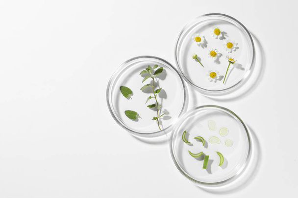 Petri dishes with different plants on white background, top view. Space for text - Foto, imagen