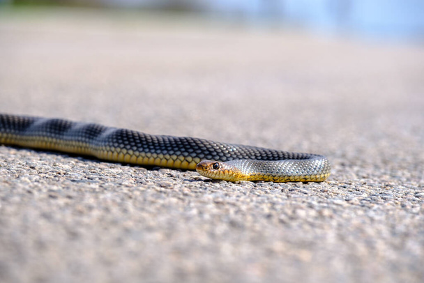 Attento a dove metti i piedi, Serpente bruno orientale sulla strada. Garder Snake a terra. scarica immagine - Foto, immagini