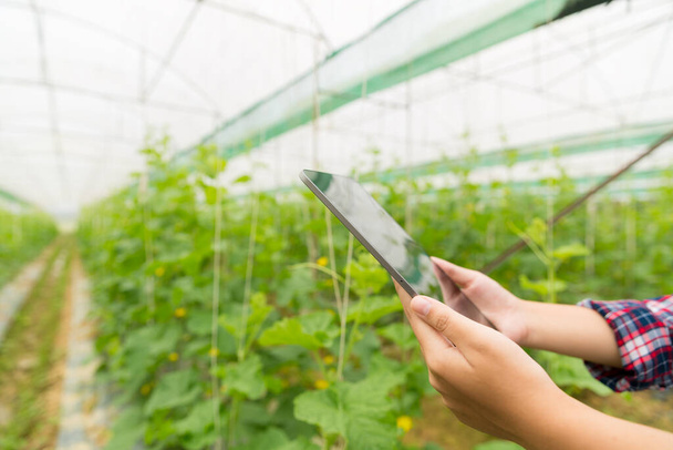 Internet of Things, IoT with Farming Smart concept. Η γεωργία και η σύγχρονη τεχνολογία χρησιμοποιούνται για τη διαχείριση των καλλιεργειών. έλεγχο της παραγωγής για να είναι αποτελεσματική για την επίλυση των παραγωγικών προβλημάτων. καρπούζι. - Φωτογραφία, εικόνα