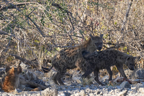 Сімейна група Spotted Hyaena (Крокута Крокута) з молодими в кущах національного парку Етоша (Намібія). - Фото, зображення