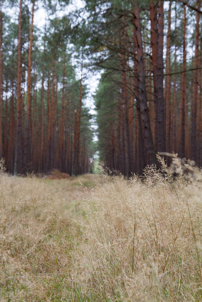 Path in a Pine forest in early autumn, tall grass in the foreground - Photo, Image