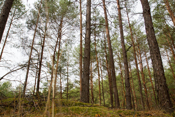 Pine forest in autumn, with rather hilly terrain - Foto, afbeelding