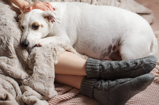 Beine eines jungen Mädchens in kuscheligen Stricksocken. Frauenbeine in warmen Socken auf Karo. Der Hund schläft neben dem Mädchen. Konzept der Heizsaison - Foto, Bild