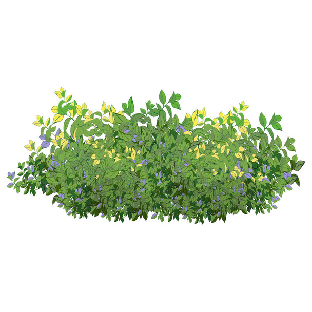 Realistic garden shrub, seasonal bush, boxwood, tree crown bush foliage.Ornamental green plant in the form of a hedge.For decorate of a park, a garden or a green fence. - Vector, afbeelding
