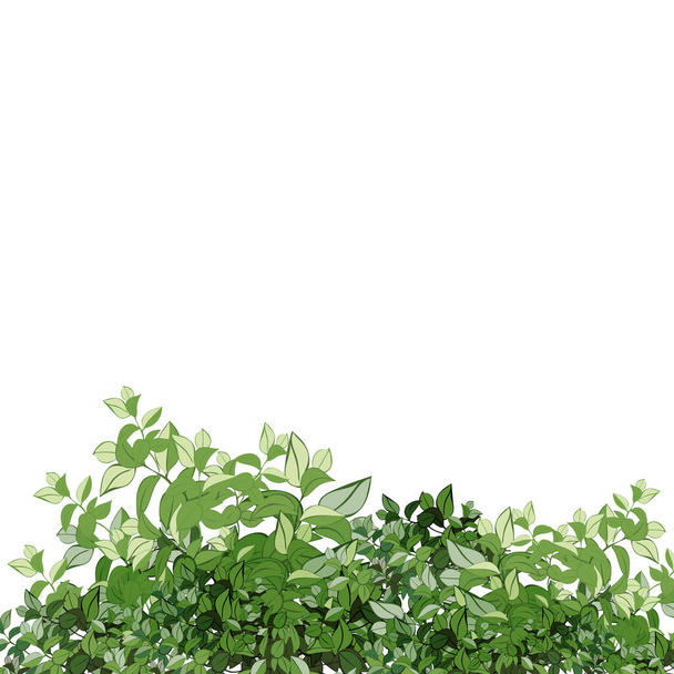 Realistic garden shrub, seasonal bush, boxwood, tree crown bush foliage.Ornamental green plant in the form of a hedge.For decorate of a park, a garden or a green fence. - Vector, Imagen