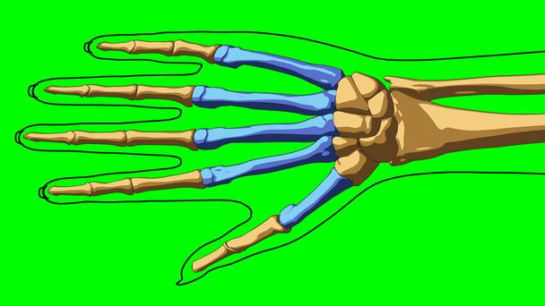 Menschliches Skelett Anatomie Metakarpale Knochen für medizinisches Konzept 3D-Illustration mit grün matt - Foto, Bild