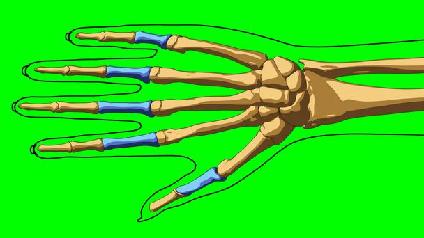 Esqueleto humano anatomía proximal falanges huesos para concepto médico Ilustración 3D con verde mate - Foto, imagen