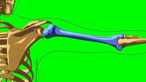 Hueso húmero de anatomía esquelética humana para concepto médico Ilustración 3D con verde mate - Foto, imagen