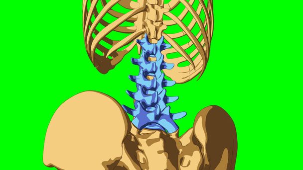人間の骨格解剖学の腰椎骨のための医学の概念3Dイラストと緑のマット - 写真・画像