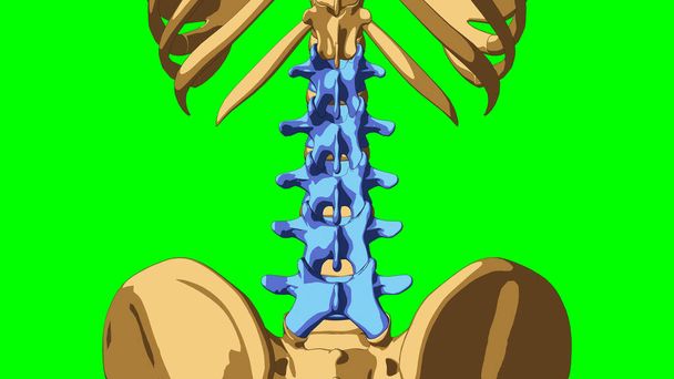 anatomia do esqueleto humano ossos lombares para o conceito médico ilustração 3D com fosco verde - Foto, Imagem