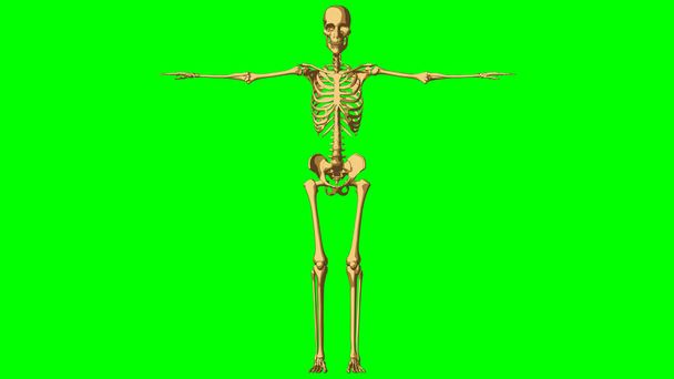 Анатомия скелета человека для медицинской концепции 3D иллюстрация с зеленым матовым покрытием - Фото, изображение