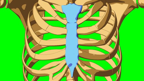 Human skeleton Sternum bone anatomy for medical concept 3D illustration with green matte - Photo, Image